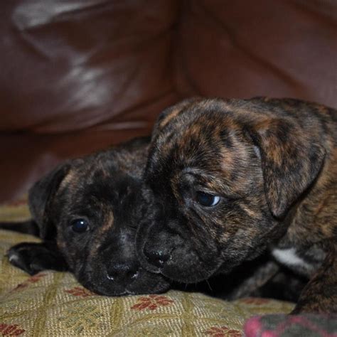 6 Staffy puppies for Sale RED/ Brindle | in Melrose, Scottish Borders ...