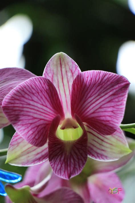 Dendrobium Phalaenopsis Stripe Thailand | Phalaenopsis, Stripe, Orchids