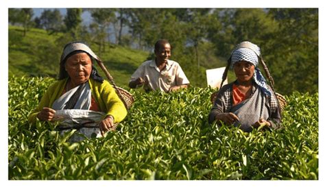 Tea garden workers in Assam to get higher minimum wages