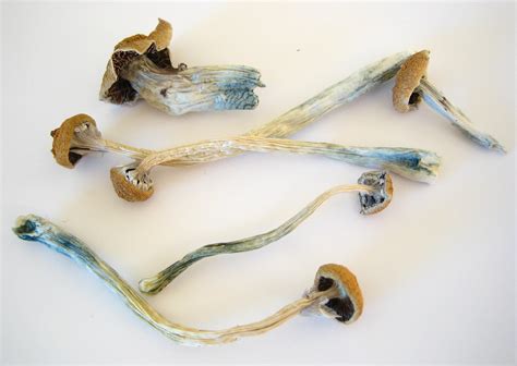 Psilocybin Mushrooms - Crime Museum