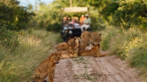 Kalahari Desert Safaris | Safaris in Central Kalahari Game Reserve