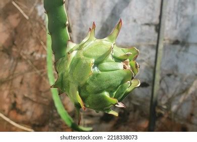 1,462 Young Green Dragon Fruit Images, Stock Photos & Vectors | Shutterstock