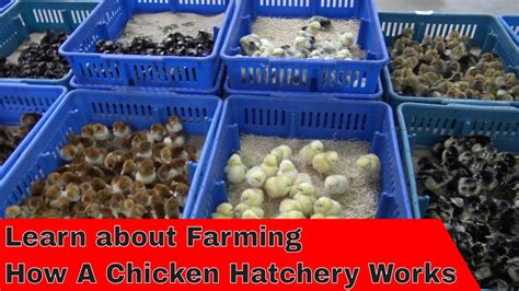 Tour How a Hatchery Works - YouTube