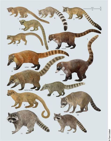 Nature illustrated » CA Handbook of the Mammals of the World | Animals ...