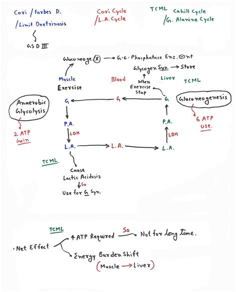 lactic acid cycle - TCML - The Charsi of Medical Literature