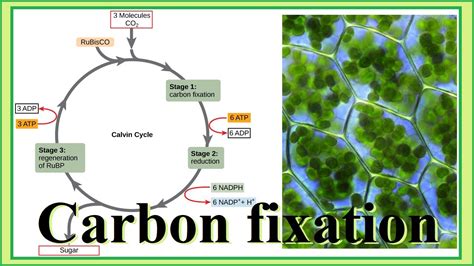 Carbon Fixation