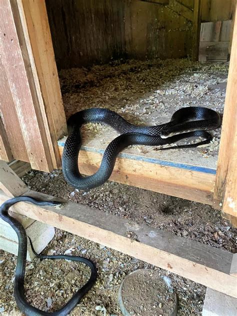 9 Tips to Keep Snakes out of your Chicken Coop - Fresh Eggs Daily® with ...