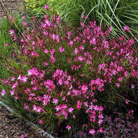 Gaura Belleza Dark Pink – Harris Seeds | Pink perennials, Long blooming perennials, Gaura