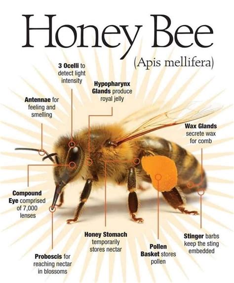 #honeybee #anatomy #savethebees #beethecure | Bee, Honey bee facts, Bee ...