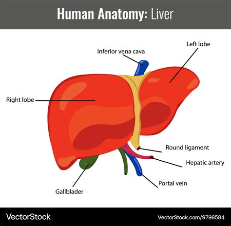 Liver Anatomy Diagram