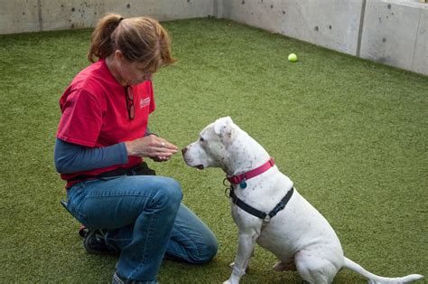 Dog Training | Seattle Humane