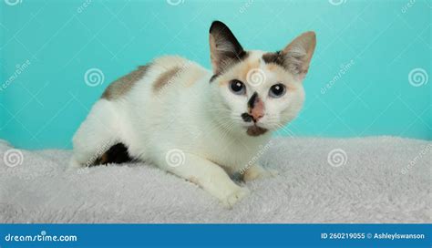 White Siamese Cat with Blue Eyes Lying Down Stock Image - Image of hair, tabby: 260219055