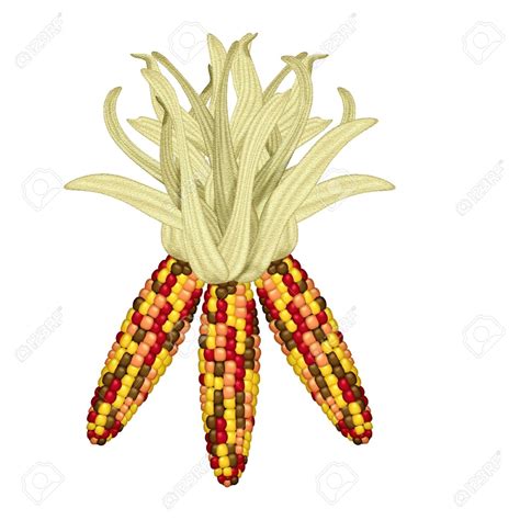 clip art indian corn 20 free Cliparts | Download images on Clipground 2024