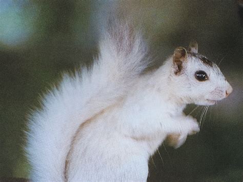 Blue Ridge Poet: WHITE SQUIRREL