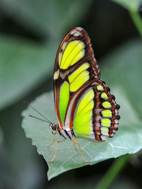 Blok888: Top 10 Most Beautiful Butterflies in the world