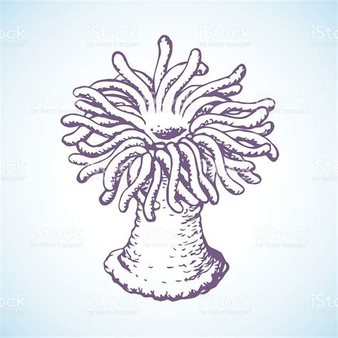 sea-anemone-vector-sketch-vector-id539335314 (1024×1024) | Vector ...