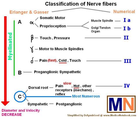 Miscellaneous (Nerve fibers. There are 3 types of peripheral...)