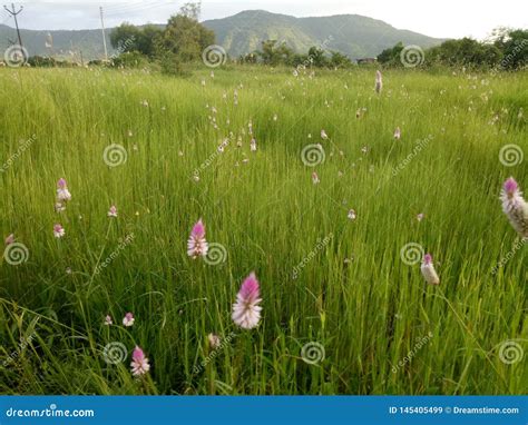 Hilly Areas Covered by Grass and Flowers Stock Image - Image of ...