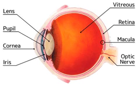 Epiretinal Membrane Fort Myers | Macula Naples | Retina Consultants