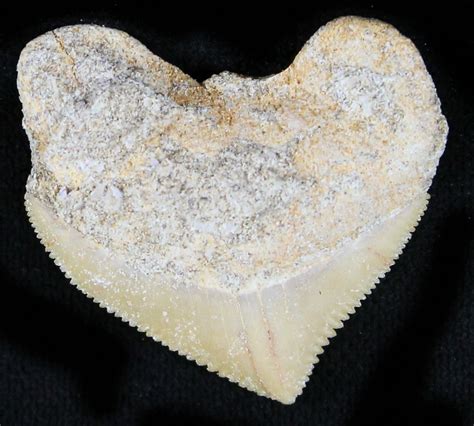 Nice Squalicorax (Crow Shark) Fossil Tooth For Sale (#23500 ...