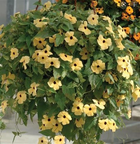 THUNBERGIA alata SUSIE YELLOW WITH EYE - Muller Seeds