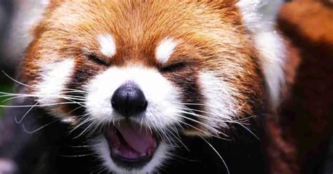 Red Panda Behavior - AnimalBehaviorCorner