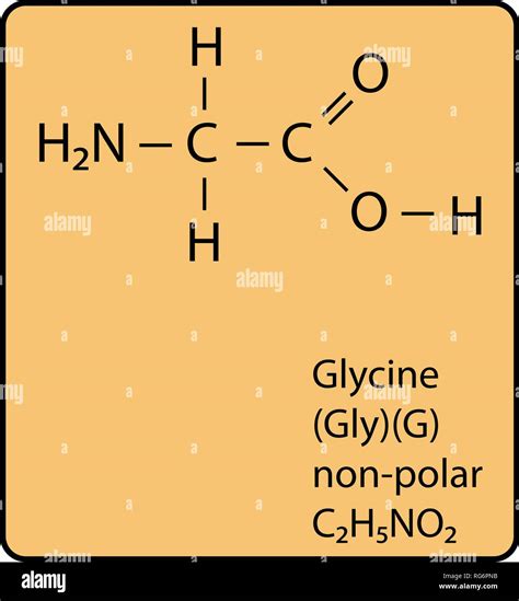 Glycine Amino Acid Molecule Skeletal Structure Stock Vector Image & Art ...