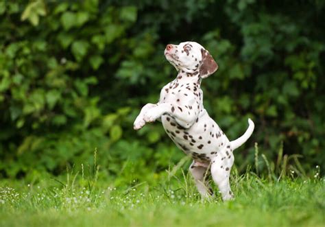 Dalmatian Puppies for Sale Near Me | Central Park Puppies