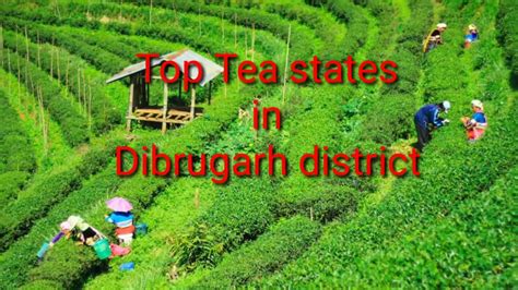 Dibrugarh Tea Garden || Highest Tea producing Tea estates || Assam Tea estates - YouTube