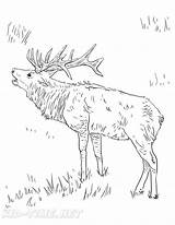 Elk Coloring Page sketch template