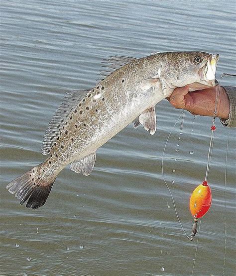 How to Catch Spotted Sea Trout | Trout fishing tips, Saltwater fishing ...