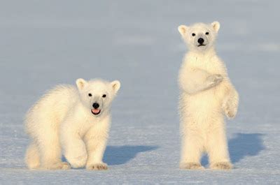 Descargando la Memoria/Unloading the Memory: El abrazo del oso / The ...