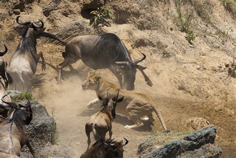 Digital Safari: Who are the major predators that feed on wildebeest? - CGTN