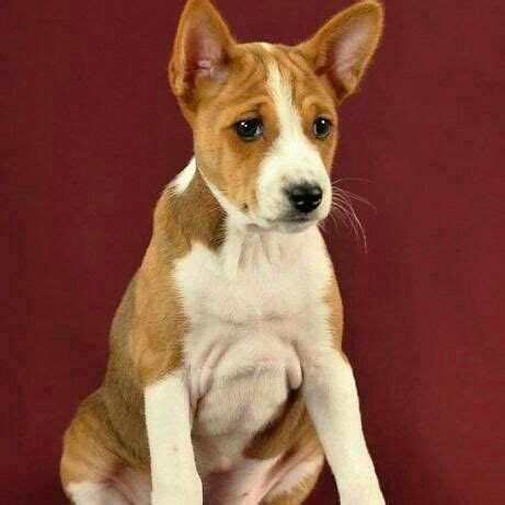 Pin by Pinner on for sale girls basenji | Corgi, Animals, Dogs