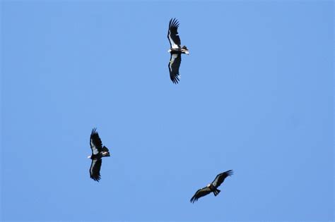 California Condors in Big Sur,Ca.-Photo by Constance Besner | California condor, Bald eagle, Big sur