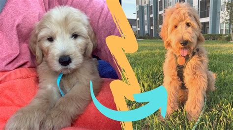 🐶 F1 GOLDENDOODLE growing UP | from 2 to 6 MONTHS - YouTube