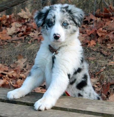 I totally love those blue eyes | character design - animals | Border collie puppies, Collie ...