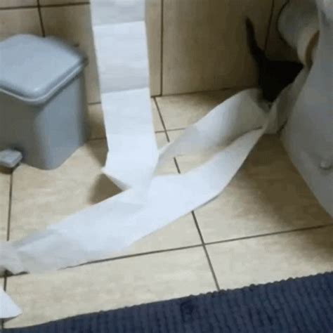 Cat Toilet Paper GIF - Cat ToiletPaper - Discover & Share GIFs