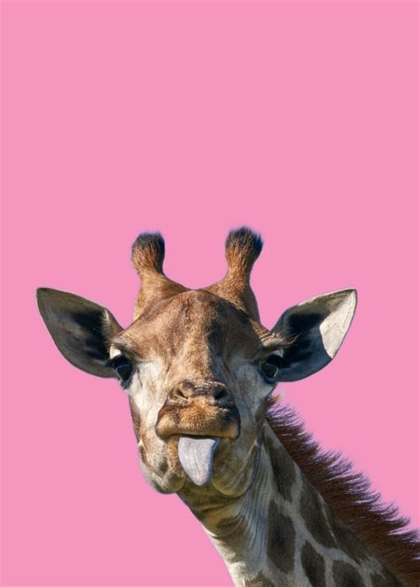 Pink Giraffe Wallpaper