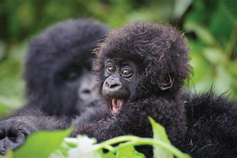 3 Day Rwanda Gorilla Safari - 3 days Gorilla safari in Rwanda