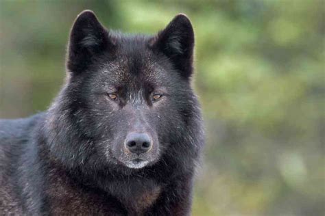 The Path Forward for Alaska’s Alexander Archipelago Wolves | Defenders of Wildlife