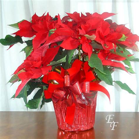 Red Poinsettia XMAS-111 | Essex Florist & Greenhouses, Inc