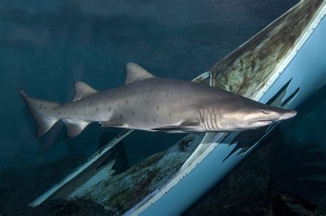 Sand Tiger Sharks Call NC Shipwrecks Home | Coastal Review