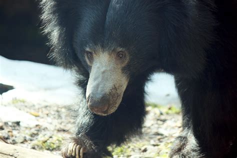 Sloth Bear Watching Free Stock Photo - Public Domain Pictures