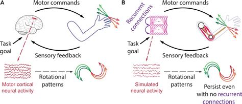 Sensory Motor Function