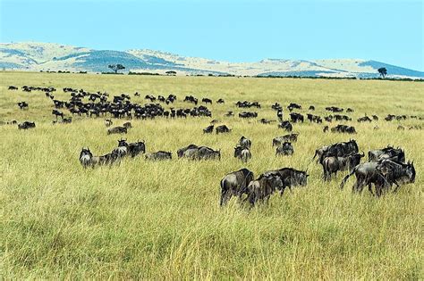 Serengeti National Park, Tanzania - Unique Places Around the World - WorldAtlas.com