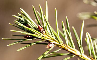 Pine Needle Essential Oil | PerfumersWorld