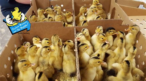 Silver Appleyard Ducks - Baby Ducklings | Cackle Hatchery®