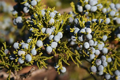 Juniperus virginiana (Cupressaceae) image 12986 at PhytoImages.siu.edu