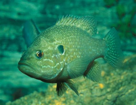 Green Sunfish Page - Glen Canyon Dam AMP